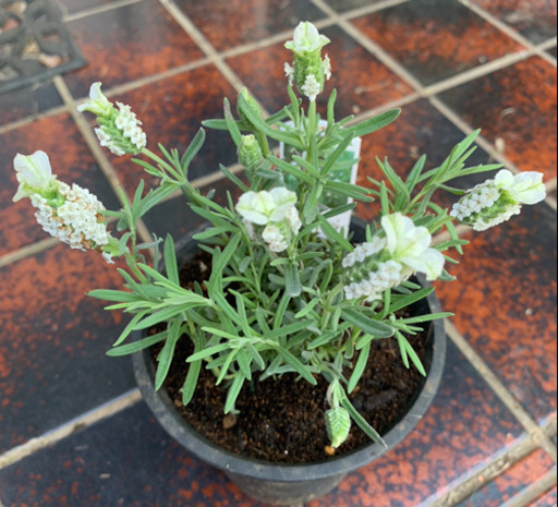 期間限定sale フレンチラベンダー ホワイト 植物苗 ハーブ 希少 人気 みんみん 三ツ境の生活雑貨の中古あげます 譲ります ジモティーで不用品の処分