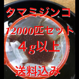 【ネット決済・配送可】タマミジンコ12000匹以上！酸素ボンベに...