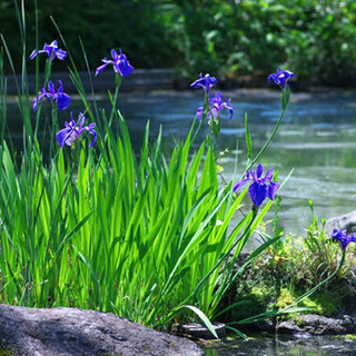 ◆アクアリウム水生植物🍀カキツバタ【杜若】ビオトープ◆