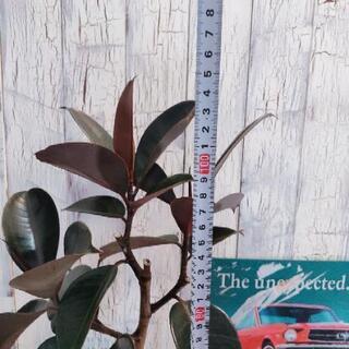 観葉植物】フィカス・バーガンディ 寄植え 受皿付