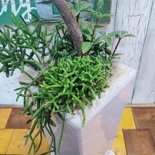 観葉植物】フィカス・バーガンディ 寄植え 受皿付