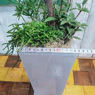 観葉植物】フィカス・バーガンディ 寄植え 受皿付