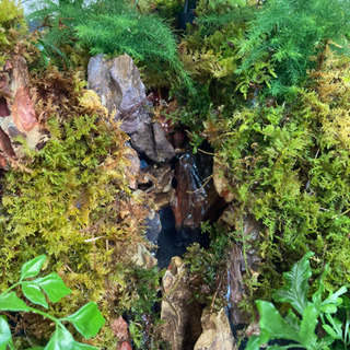 ☆杜のメダカ☆★メダカ飼育にオススメ！コケリウム完成品★キューブ水槽