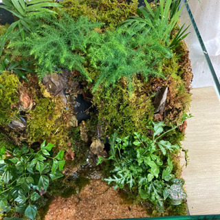 ☆杜のメダカ☆★メダカ飼育にオススメ！コケリウム完成品★キューブ水槽