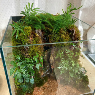 ☆杜のメダカ☆★メダカ飼育にオススメ！コケリウム完成品★キューブ水槽