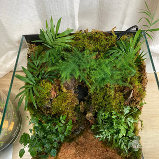 ☆杜のメダカ☆★メダカ飼育にオススメ！コケリウム完成品★キューブ水槽