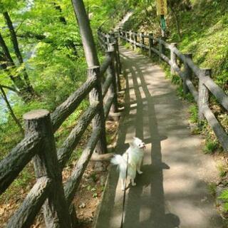 今週木曜日と金曜日、旅館の清掃して下さる方大募集！