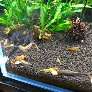 中古ルリーシュリンプが無料 格安で買える ジモティー