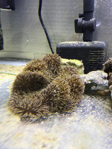 ハタゴイソギンチャク15㎝±