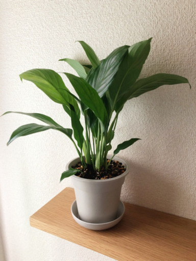 観葉植物　スパティフィラム　2株セット　ライトグレーカラーの3.5号の鉢と受け皿付き