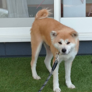 とってもいい子♡秋田犬