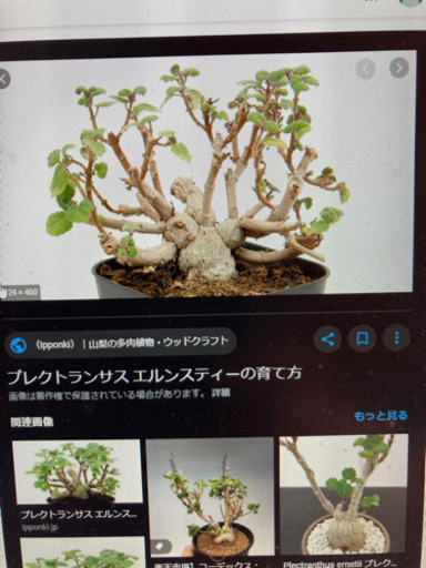 塊根植物プレクトランサスエルンステイ一 花遊瑞花 ナックル 鴻巣のその他の中古あげます 譲ります ジモティーで不用品の処分