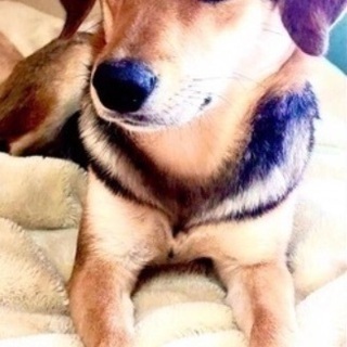 愛知県 名古屋市の犬の里親募集 ジモティー 愛知県 名古屋市の犬の里親募集 ジモティー