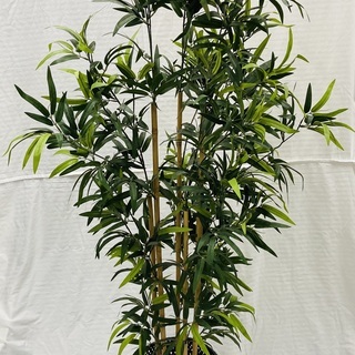京都府の中古観葉植物が無料 格安で買える ジモティー 京都府の中古観葉植物が無料 格安で買える ジモティー