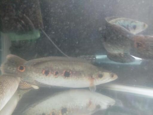 古代魚(ポリプ)、フラワートーマン