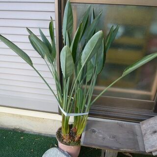 中古極楽鳥花が無料 格安で買える ジモティー