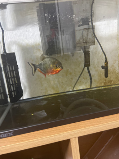 ピラニアナッテリー水槽フルセット