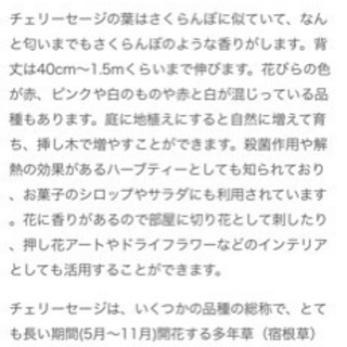 【ネット決済】③チェリーセージハーブの鉢植え