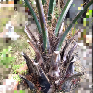 お取引中＊湘南育ちのココスヤシ 160cm相当♪＊ お取引中＊湘南育ちのココスヤシ 160cm相当♪＊