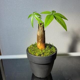 観葉植物　パキラ①