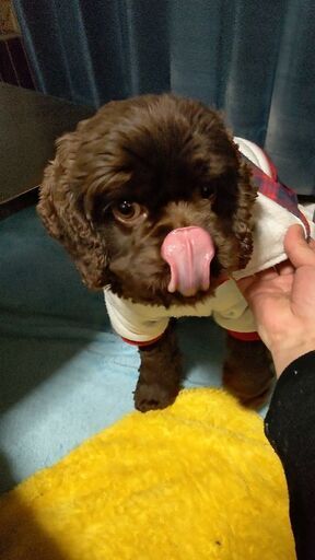 里親募集しています アメリカンコッカースパニエル アキ44 明石のその他の里親募集 ジモティー