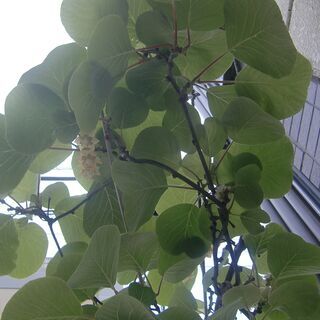 至急、授粉用のキウイの雄花、譲ってください！！