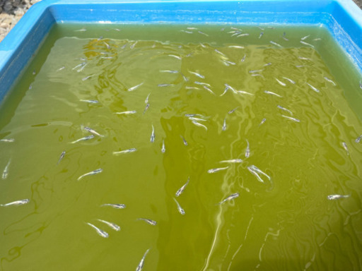 幹之メダカ みゆきめだか 若魚 稚魚 10匹1000円 ゆう 新宮中央のその他の中古あげます 譲ります ジモティーで不用品の処分