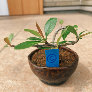 【ネット決済】冠稲荷神社⛩の木瓜(ボケ)を種から育てたミニ盆栽です。