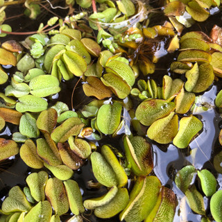 浮草　サルビニア　オオサンショウモ　メダカの産卵床