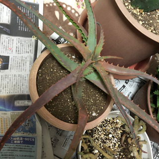 千葉県の中古アロエが無料 格安で買える ジモティー