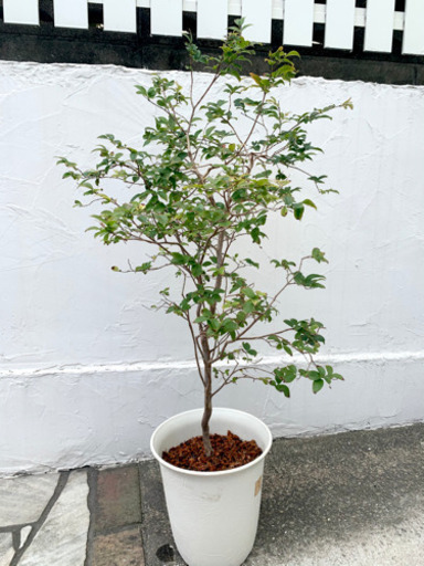 ジャボチカバ 小葉系 実生苗 7年