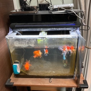 水槽一式と金魚まとめて譲ります！