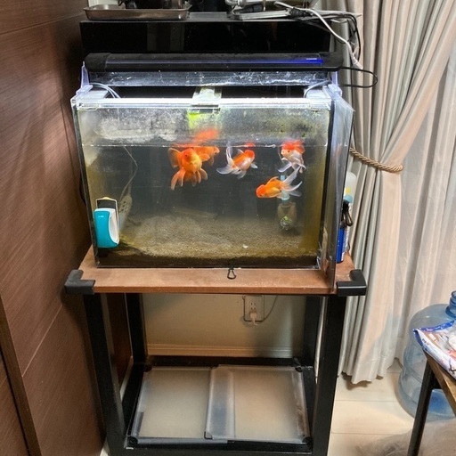 水槽一式と金魚まとめて譲ります！