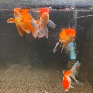 水槽一式と金魚まとめて譲ります！ 【公式通販】