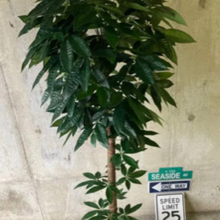 人工観葉植物 パキラ162