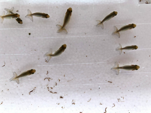 完売 黒 協会系らんちゅう 稚魚 らんちゅう愛 備前一宮のその他の中古あげます 譲ります ジモティーで不用品の処分