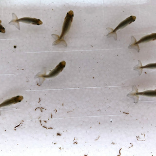 完売 黒 協会系らんちゅう 稚魚 プチ金魚店 備前一宮のその他の中古あげます 譲ります ジモティーで不用品の処分