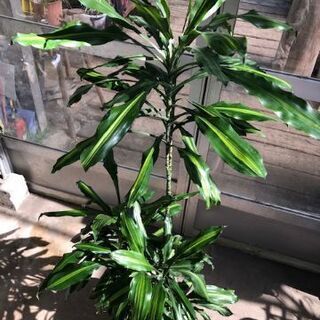 大阪府 茨木市の中古観葉植物が無料 格安で買える ジモティー