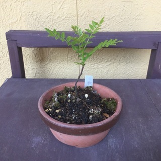 山椒の苗木❣️種から育てた2年目です。盆栽、料理に‼️