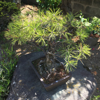 松の盆栽　差し上げます。