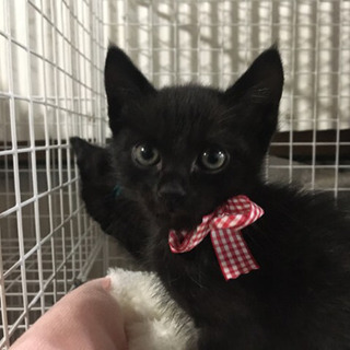 生後3ヶ月の黒猫ちゃん