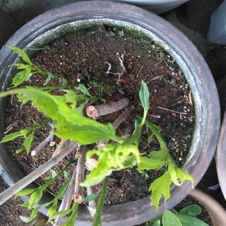 まもなく販売終了ジャンボハイビスカス成熟苗、新芽すくすく成長、開...