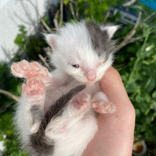 かわいい野良ちゃんです。雄雌まだ不明の画像