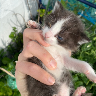 かわいい野良ちゃんです。雄雌まだ不明 - 広島市