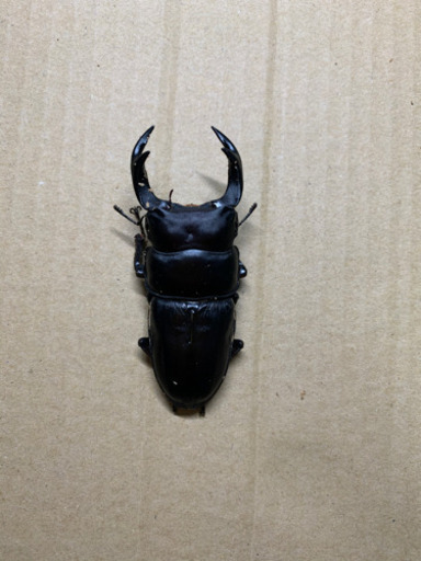 国産オオクワガタペア＋自作簡易温室を販売します。
