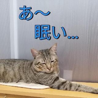 糸島多頭崩壊レスキューにゃんこ