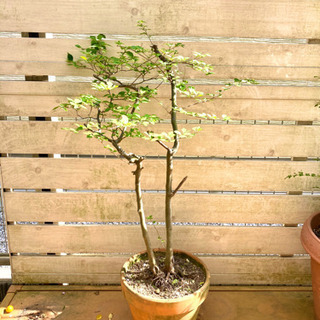 【ネット決済】鉢植え　エゴノキ　75cm