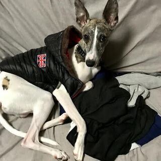 北海道 札幌市の犬の里親募集 ジモティー