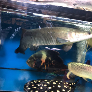 ピラルク安心個体 Alba Com Gt