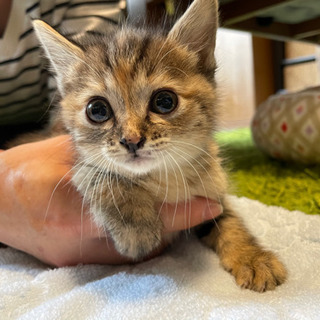 生後１ヶ月の子猫３姉妹 こむぎちゃん　トライアル中